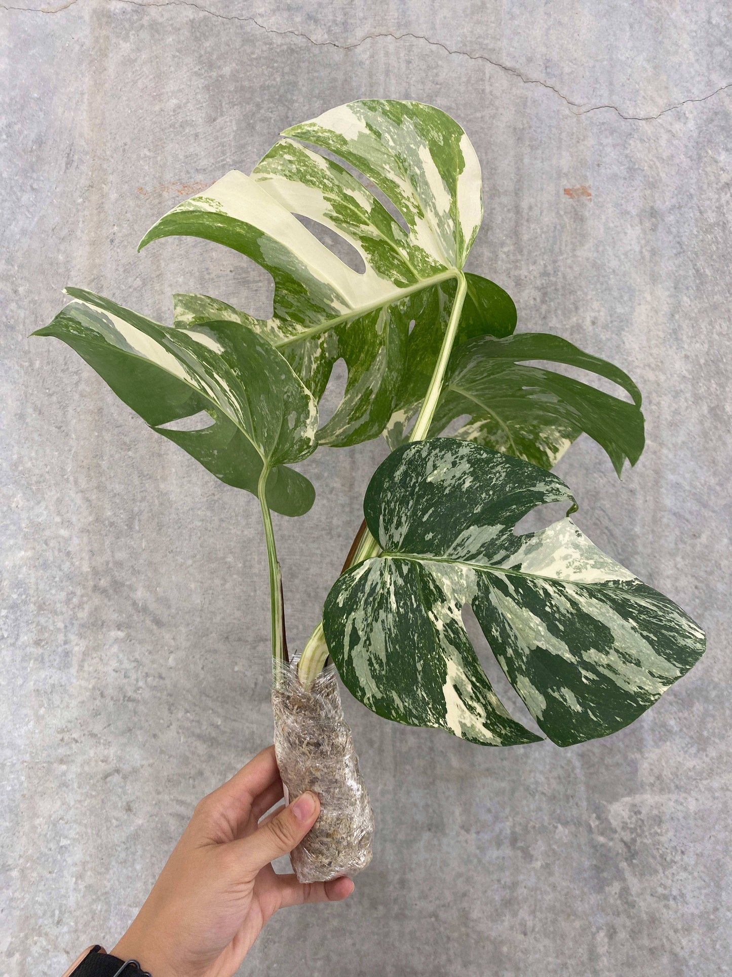 Monstera deliciosa "Albo-variegata" variegated 2-3+ Leaves