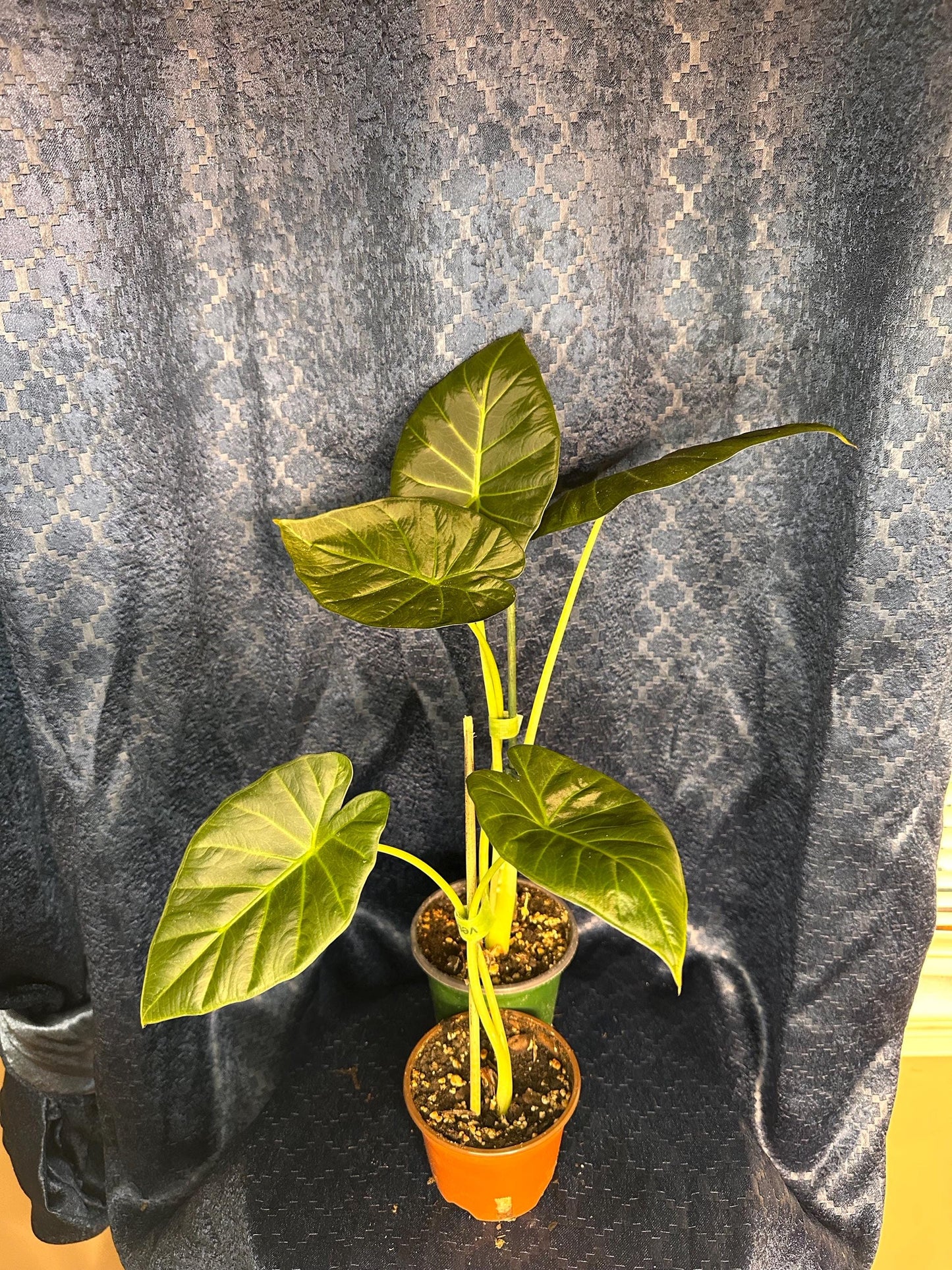 Alocasia Regal Shield Corm Grown Live Houseplant 4” pot