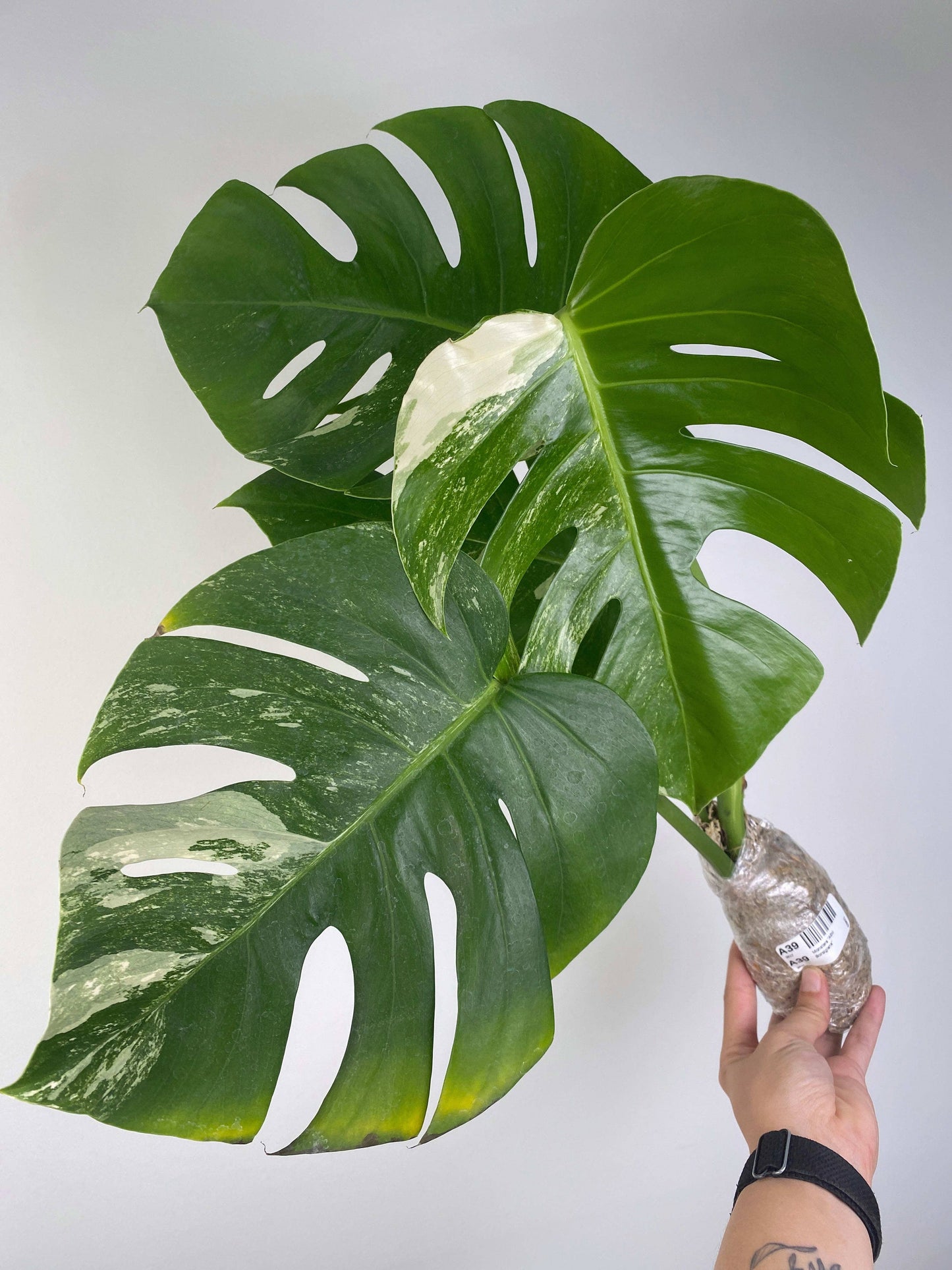 Monstera "Albo Borsigiana"