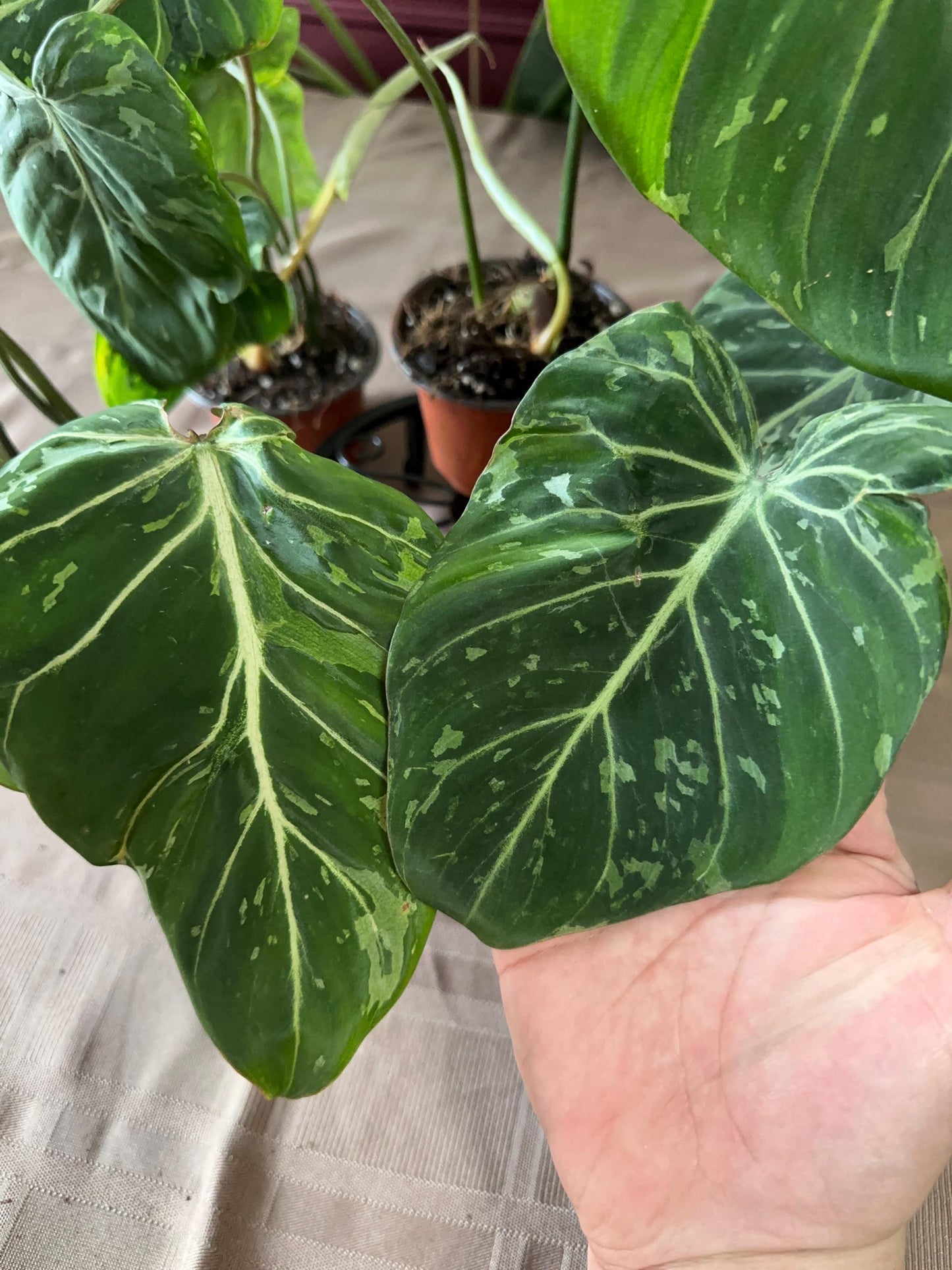 Variegated Philodendron Gloriosum (Snow Leopard) 4” pot