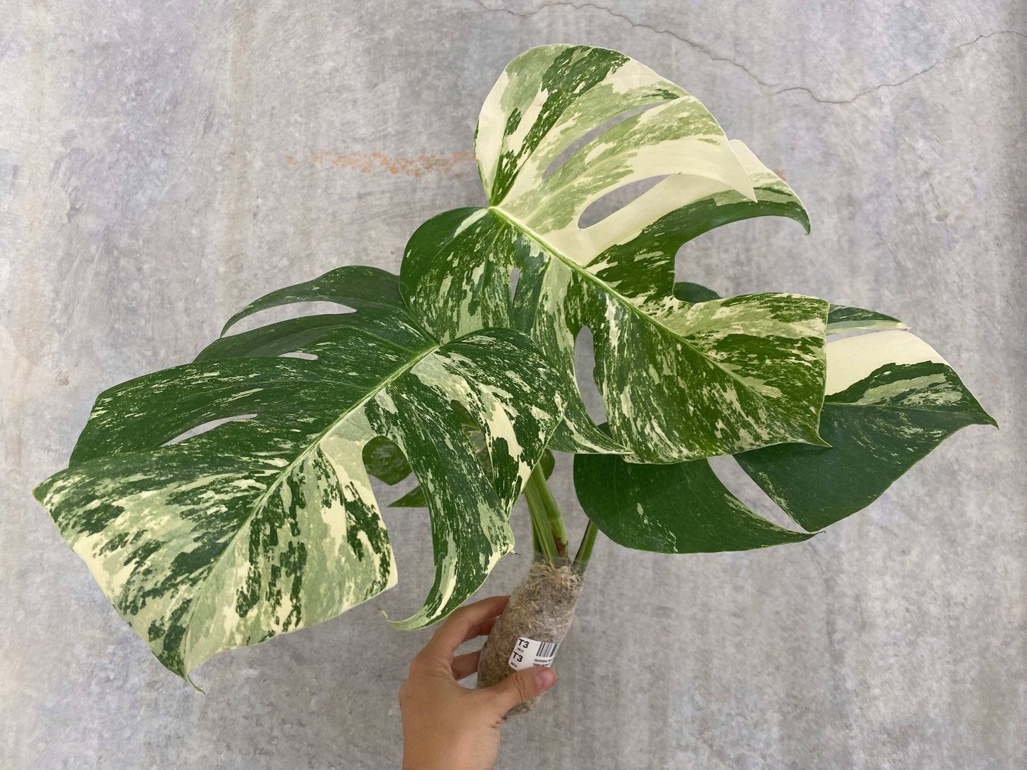 Monstera deliciosa "Albo-variegata" variegated 2-3+ Leaves