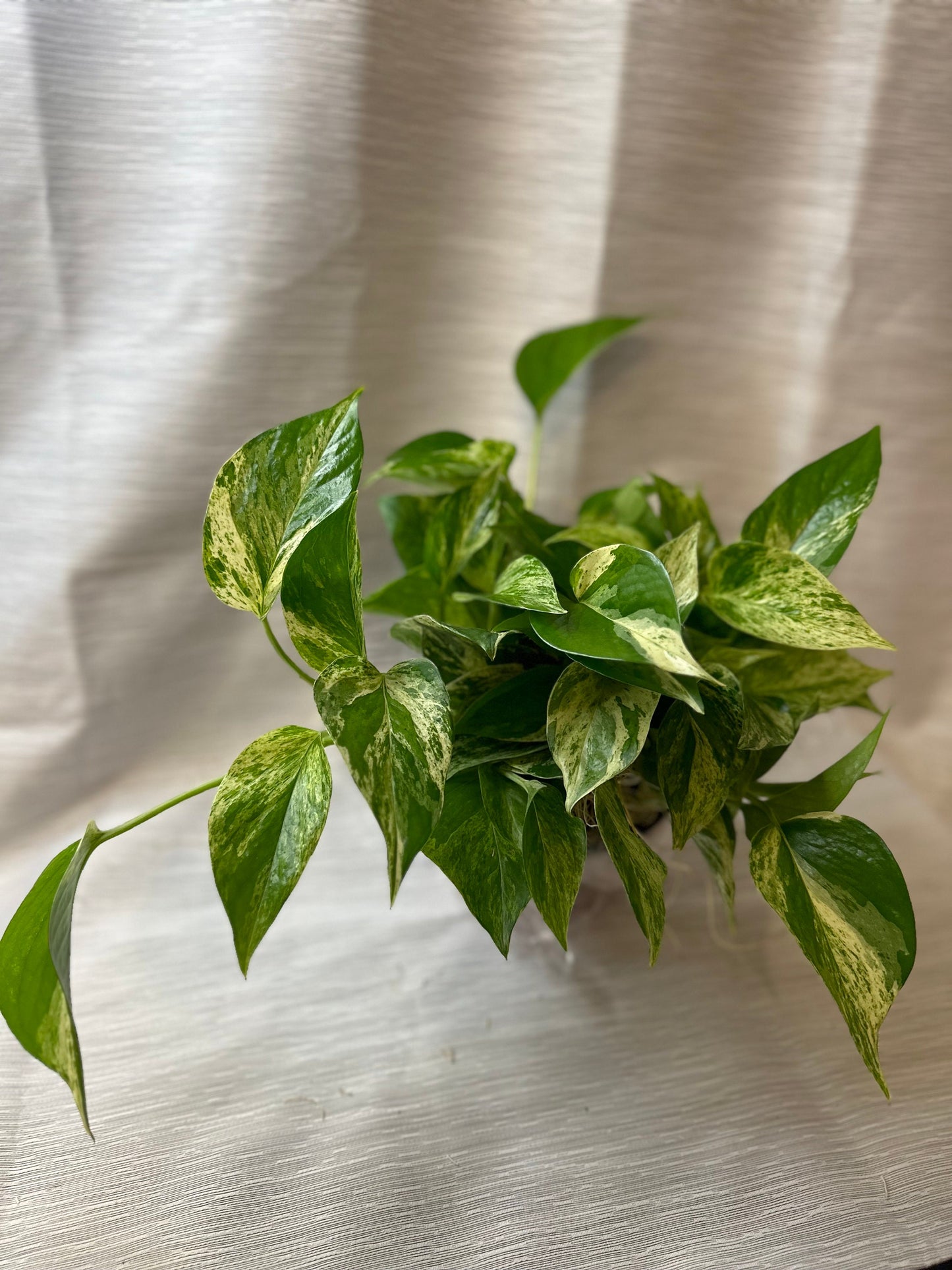 Pothos Marble Queen 4-inch pot potted houseplant