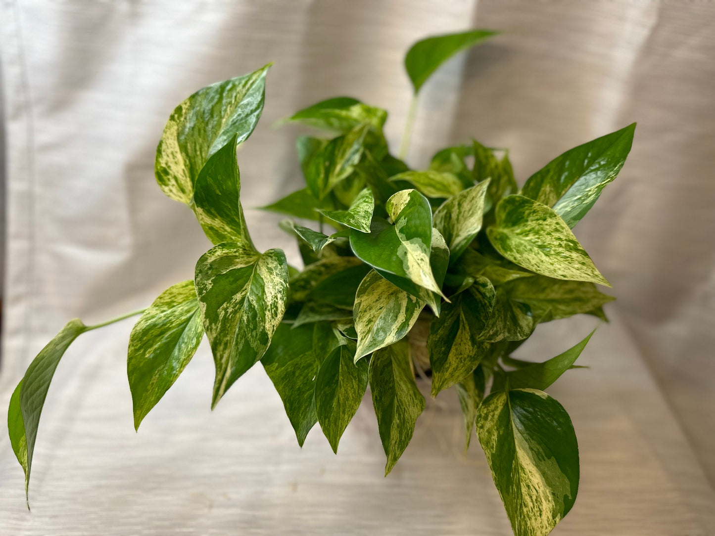 Pothos Marble Queen 4-inch pot potted houseplant