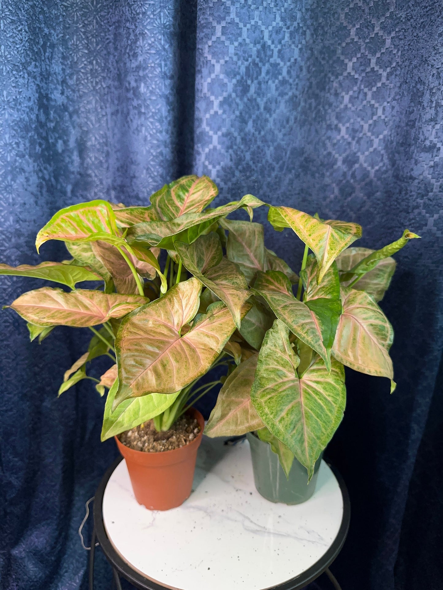 Syngonium Strawberry Cream 4-inch Pot Houseplant