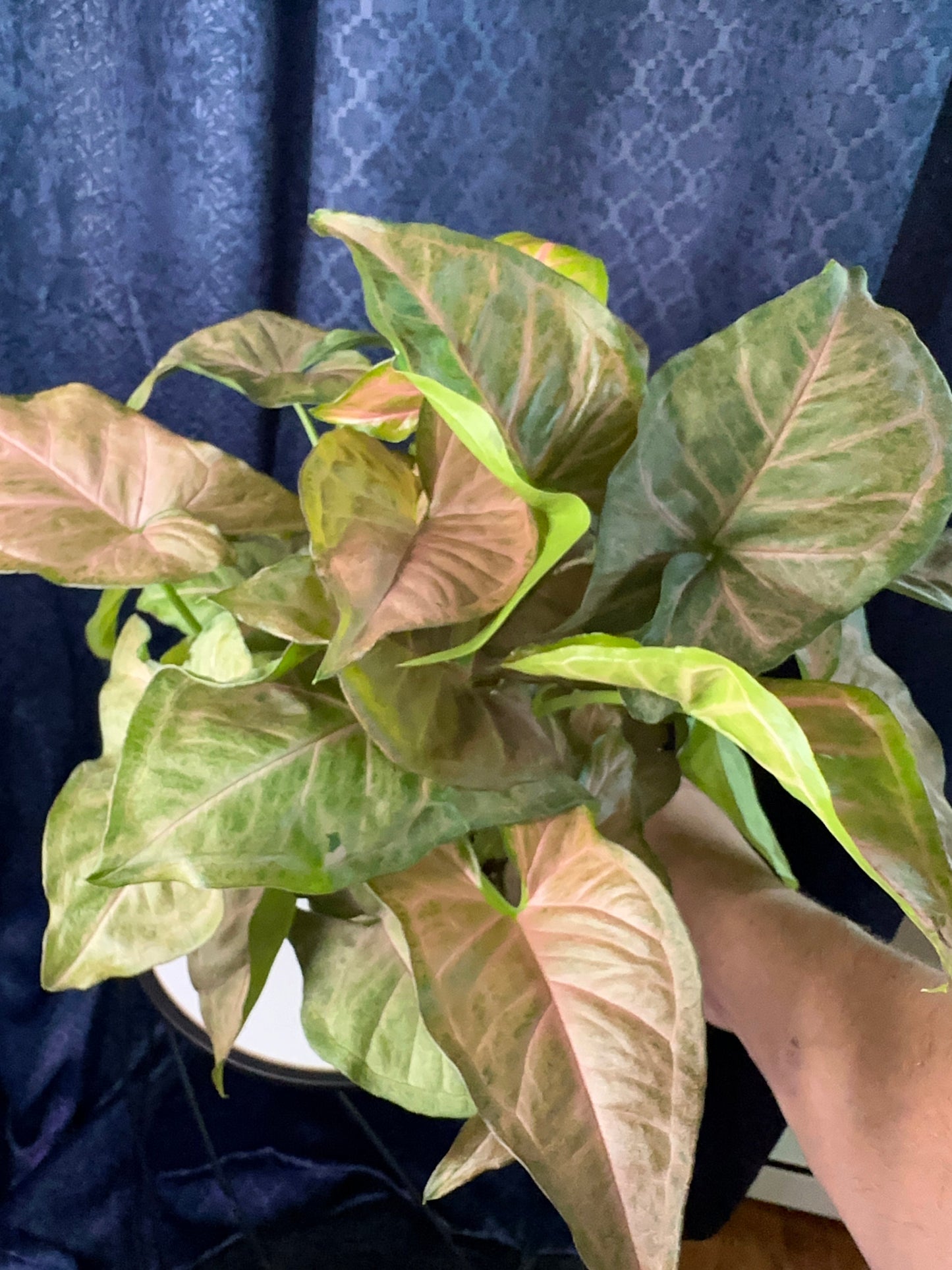 Syngonium Strawberry Cream 4-inch Pot Houseplant