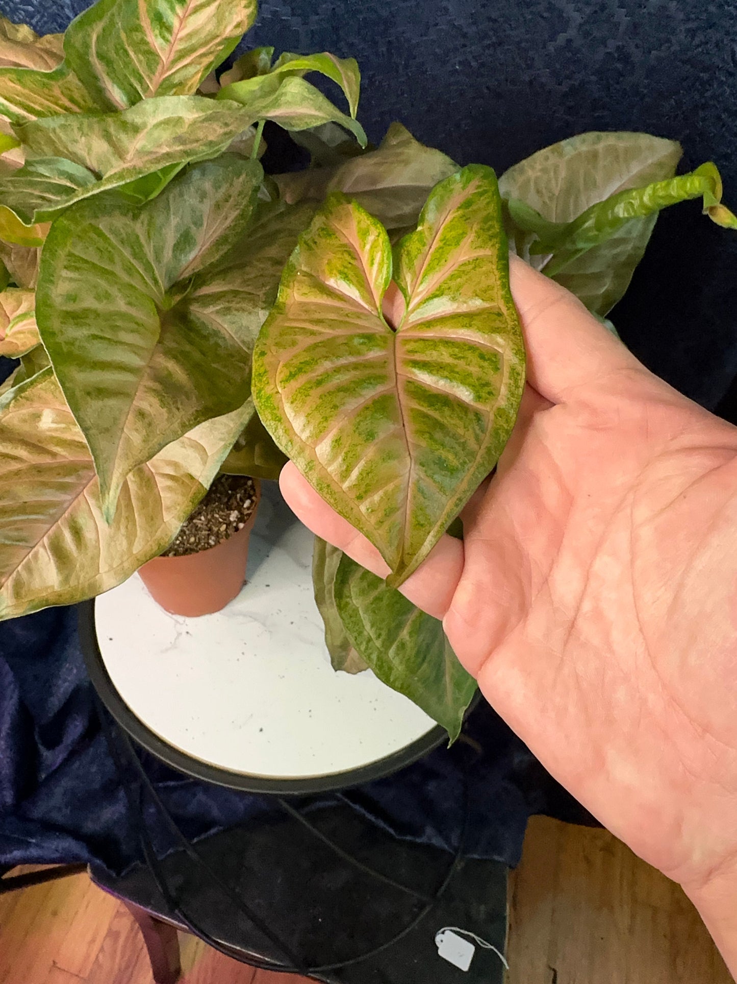 Syngonium Strawberry Cream 4-inch Pot Houseplant