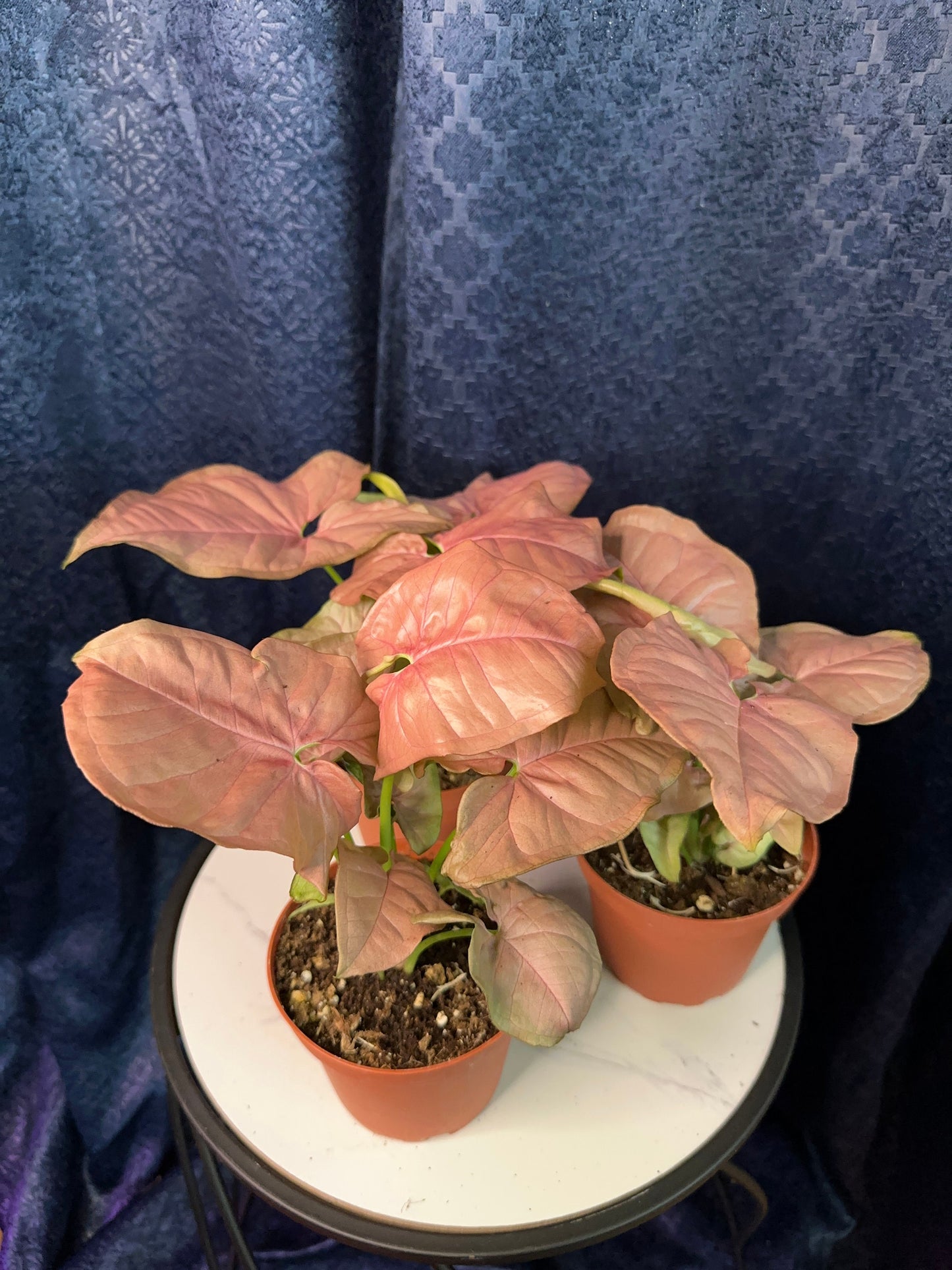 Syngonium Strawberry Cream 4-inch Pot Houseplant