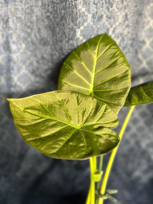 Alocasia Regal Shield Corm Grown Live Houseplant 4” pot