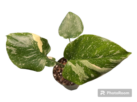 Monstera Thai Constellation (sellers choice)