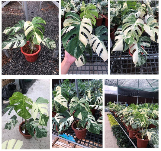 Monstera deliciosa "Albo-variegata" variegated 2-3+ Leaves