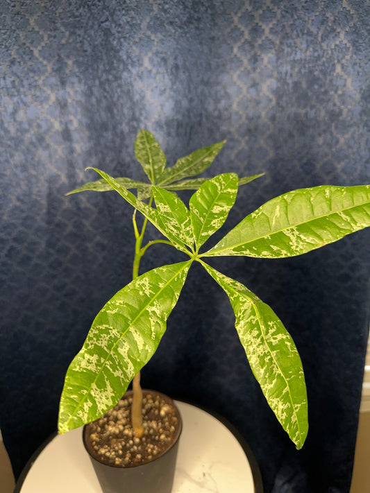 Pachira Glabra Milky Way (variegated money tree 4-inch pot