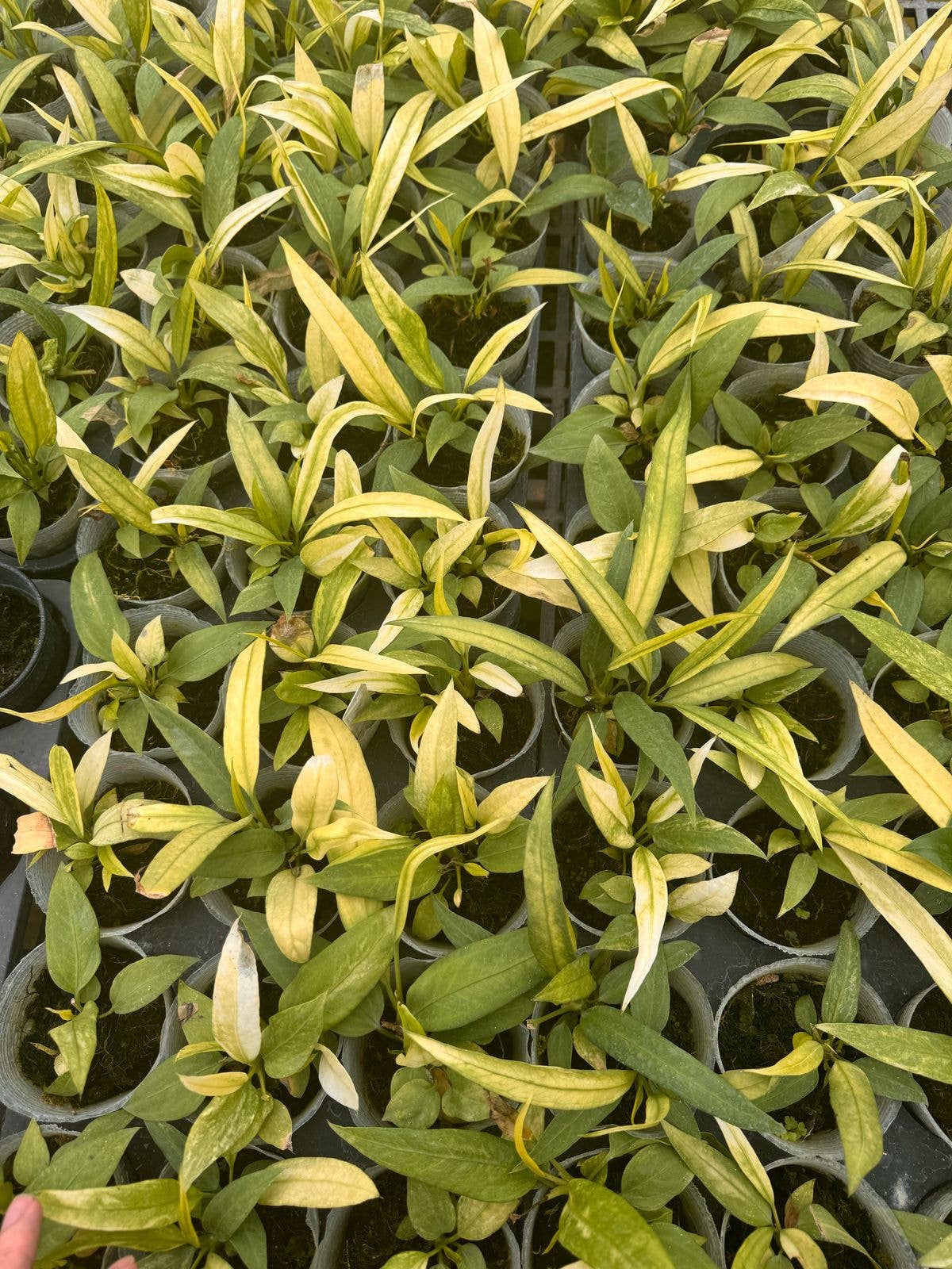 Anthurium vittariifolium variegated