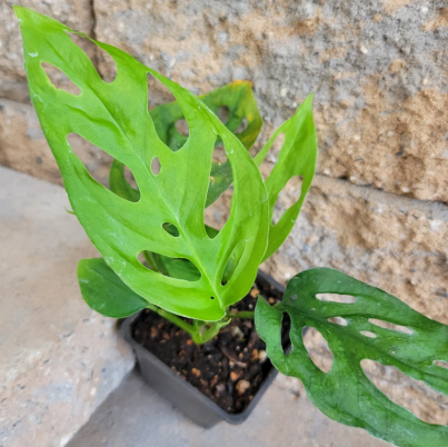Monstera Obliqua Expilata. (Adansonii)