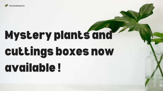 Houseplant Mystery Box