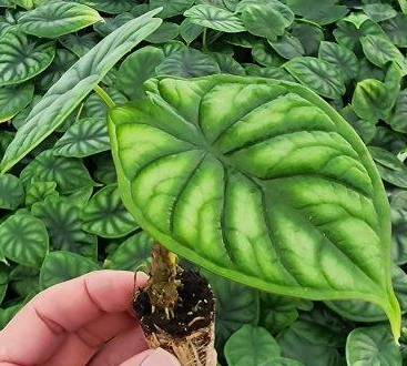 Alocasia Dragon Scale