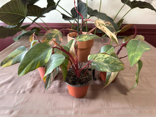 Philodendron Strawberry Shake Variegated 4 inch Pot Houseplant