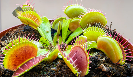 Dionaea Muscipula (Venus Fly Trap). 2-3 inch starter plant.