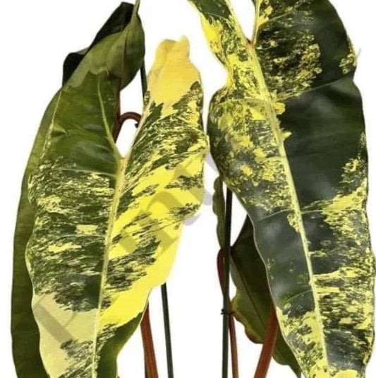 Philodendron billietiae variegated TC Plantlet: In Vitro