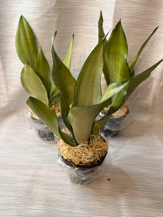 Snake Plant "Moonshine" (Sansevieria Moonshine)  4-Inch