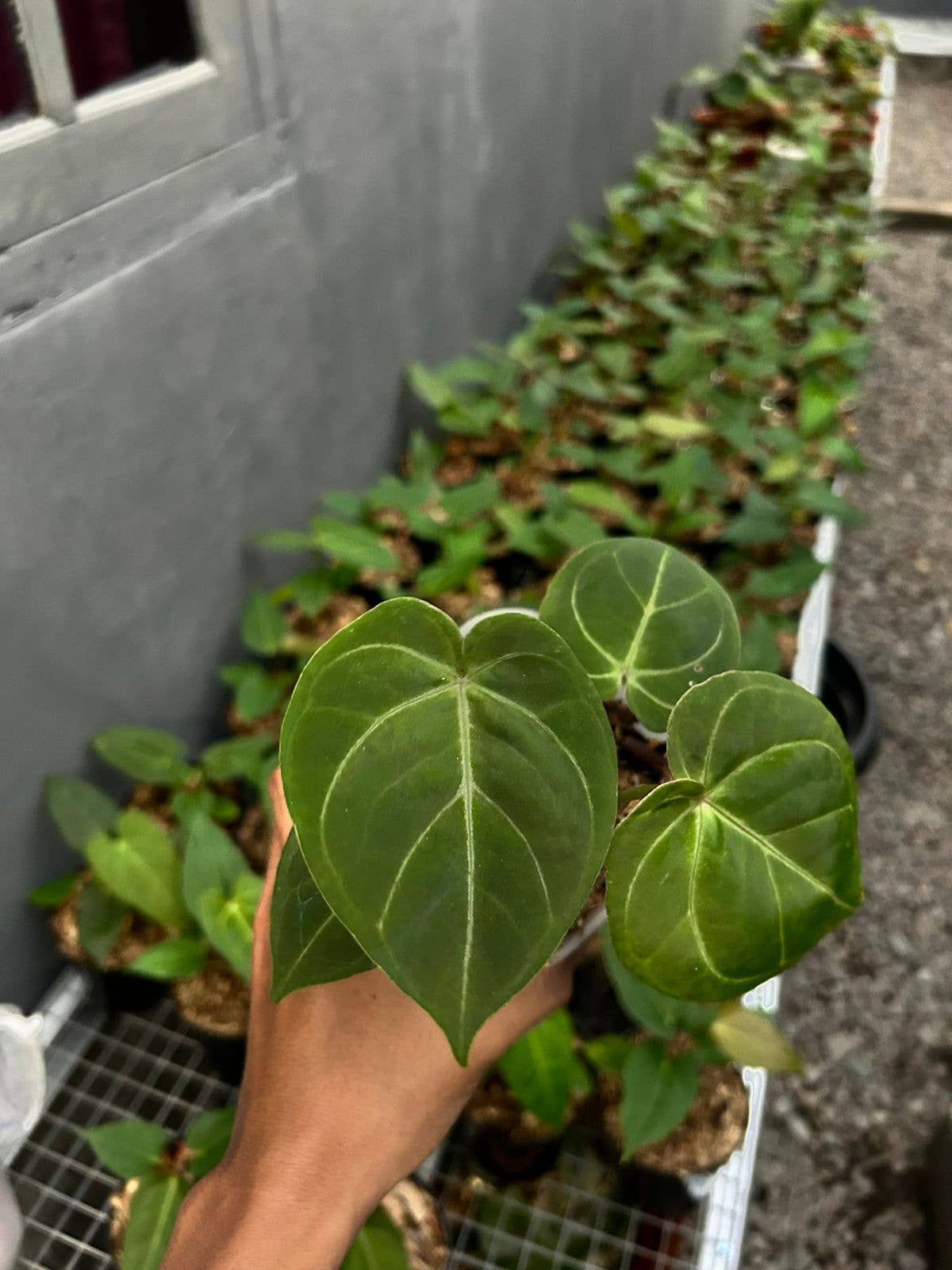 Anthurium hoffmannii
