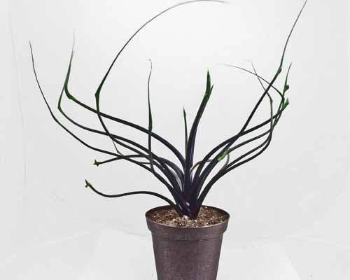 Alocasia Flying Squid