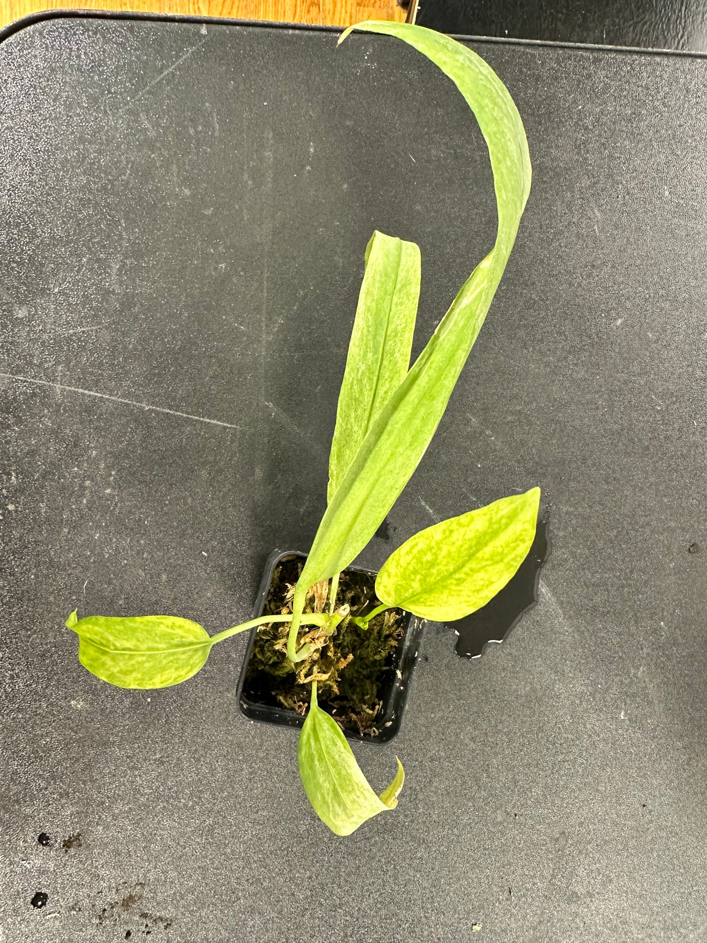 Anthurium vittariifolium variegated