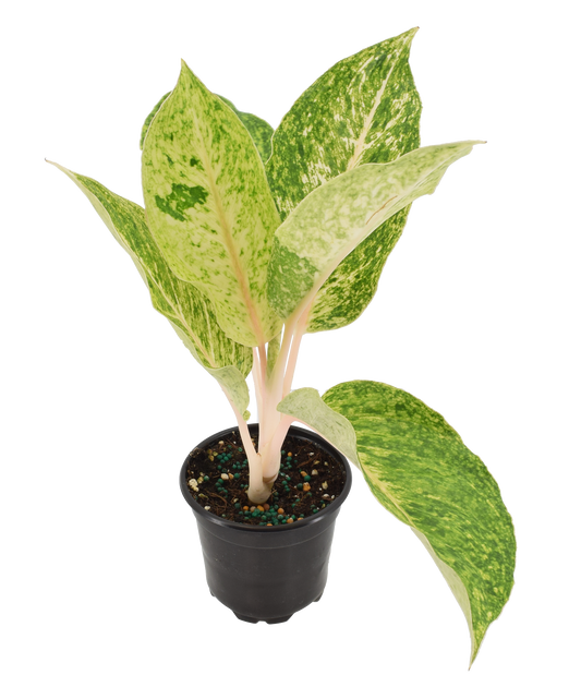 Aglaonema Mahasombat
