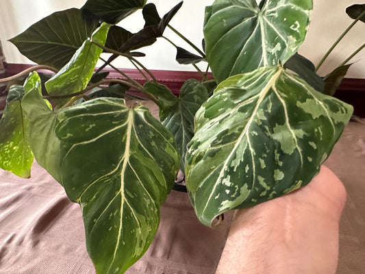 Variegated Philodendron Gloriosum (Snow Leopard) 4” pot