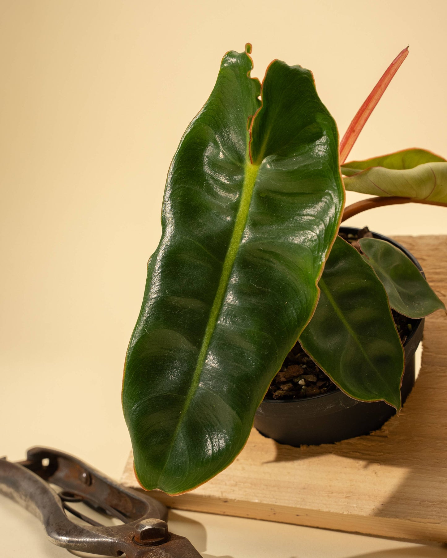 4" Philodendron 'Billietiae'