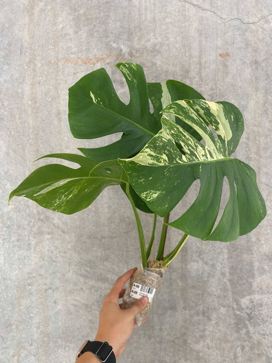 Monstera "Albo Borsigiana"