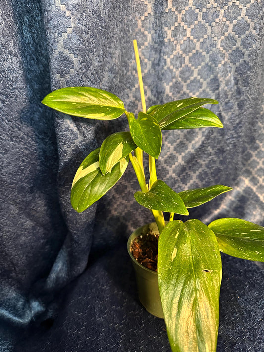 Monstera Stanleyana Albo 4” Pot (imperfect plant with slight belmishes)