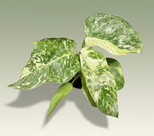 4" Philodendron 'Jose Buono Fiesta'