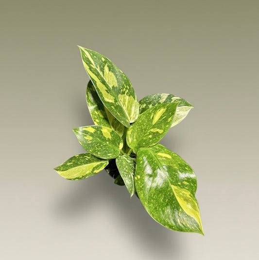 4" Variegated Philodendron Green Congo 'Copper Flame'