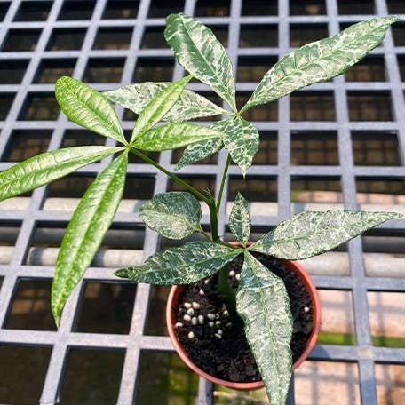 Variegated Money Tree  (Pachira glabra 'Milky Way’)