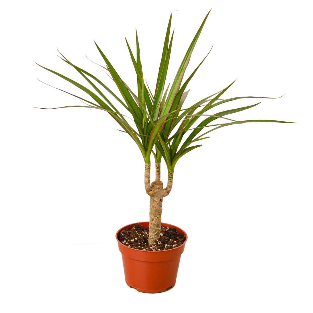 DRACAENA MARGINATA CANE 4-inch