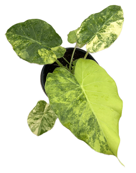 Alocasia Gageana Aurea