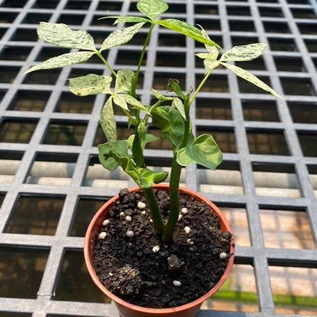 Variegated Money Tree  (Pachira glabra 'Milky Way’)