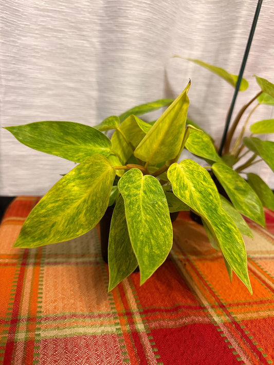 Philodendron Painted Lady 4" pot.  Actual plants in pictures for sale!