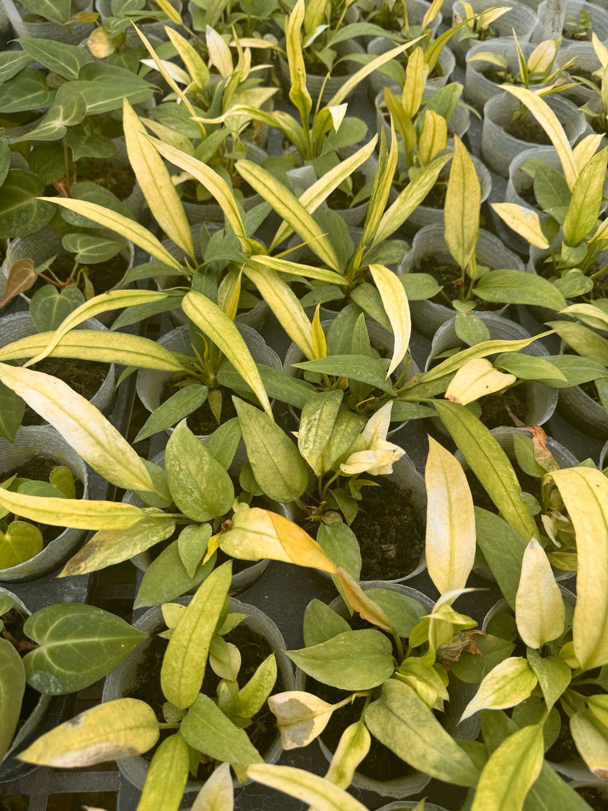 Anthurium vittariifolium variegated