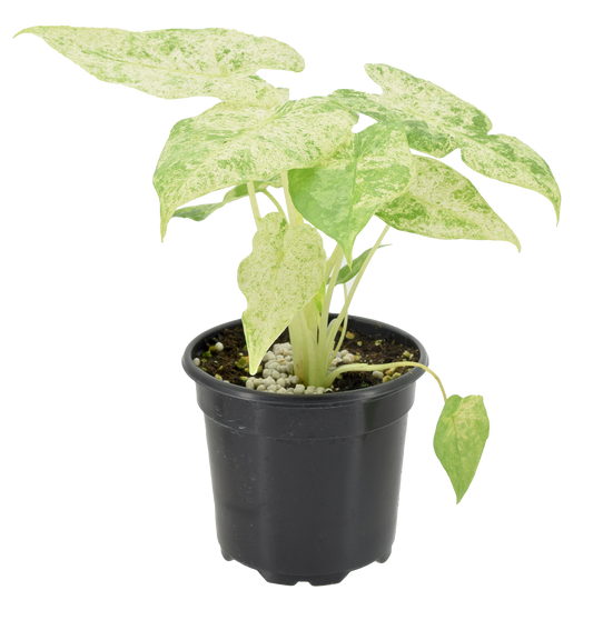 Alocasia Odora Batik Variegated