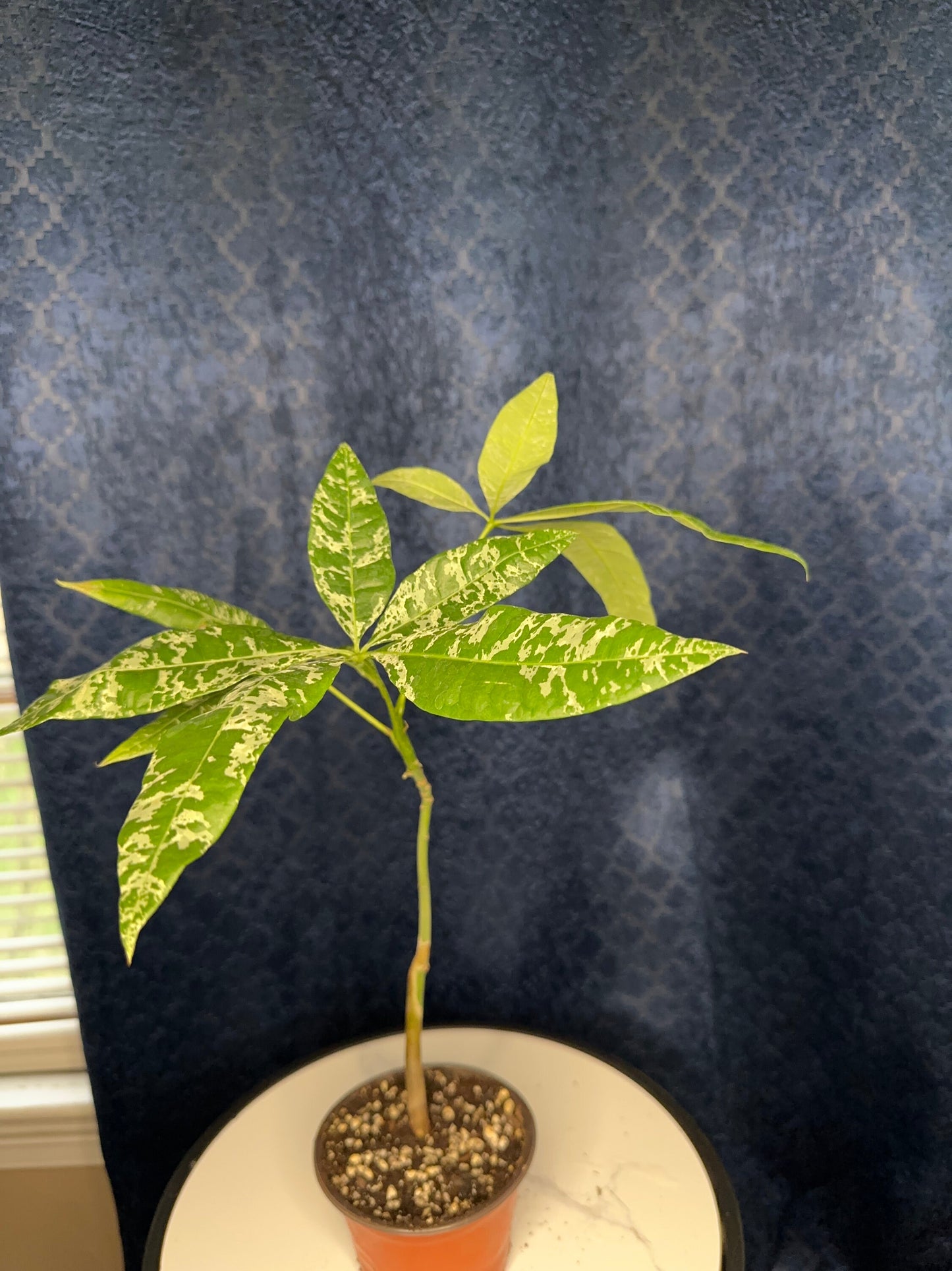 Pachira Glabra Milky Way (variegated money tree 4-inch pot