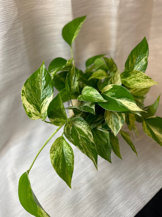 Pothos Marble Queen 4-inch pot potted houseplant