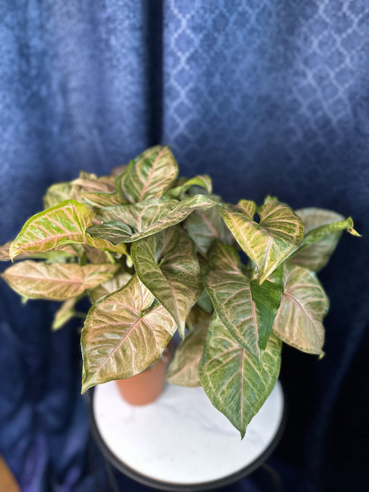 Syngonium Strawberry Cream 4-inch Pot Houseplant